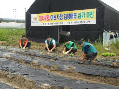 사랑의 김장 배추 식재